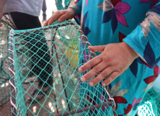 El cangrejo azul genera ingresos y desafíos para un grupo de pescadores El cangrejo azul genera ingresos y desafíos para un grupo de pescadores