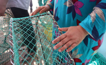 El cangrejo azul genera ingresos y desafíos para un grupo de pescadores El cangrejo azul genera ingresos y desafíos para un grupo de pescadores