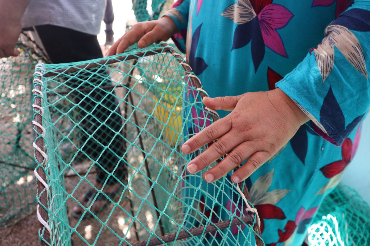 El cangrejo azul genera ingresos y desafíos para un grupo de pescadores 1 El cangrejo azul genera ingresos y desafíos para un grupo de pescadores