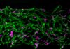 Modelo de médula ósea revela cómo sobreviven células inmunes Modelo de médula ósea revela cómo sobreviven células inmunes