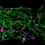 Modelo de médula ósea revela cómo sobreviven células inmunes