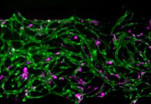 Modelo de médula ósea revela cómo sobreviven células inmunes Modelo de médula ósea revela cómo sobreviven células inmunes