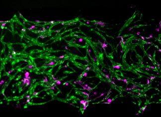 Modelo de médula ósea revela cómo sobreviven células inmunes Modelo de médula ósea revela cómo sobreviven células inmunes