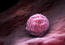 Anktiva obtiene una nueva indicación de la FDA para cáncer de vejiga Anktiva obtiene una nueva indicación de la FDA para cáncer de vejiga