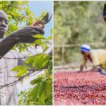 Café africano pequeños productores elevan su calidad