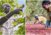 Café africano: pequeños productores elevan su calidad Café africano pequeños productores elevan su calidad