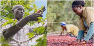 Café africano: pequeños productores elevan su calidad Café africano pequeños productores elevan su calidad