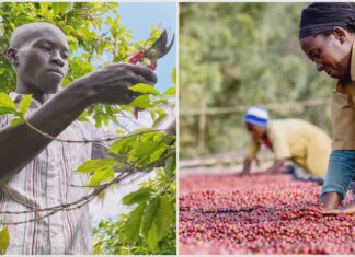 Café africano: pequeños productores elevan su calidad Café africano pequeños productores elevan su calidad