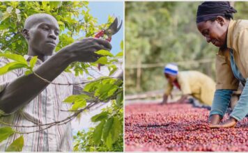 Café africano: pequeños productores elevan su calidad Café africano pequeños productores elevan su calidad