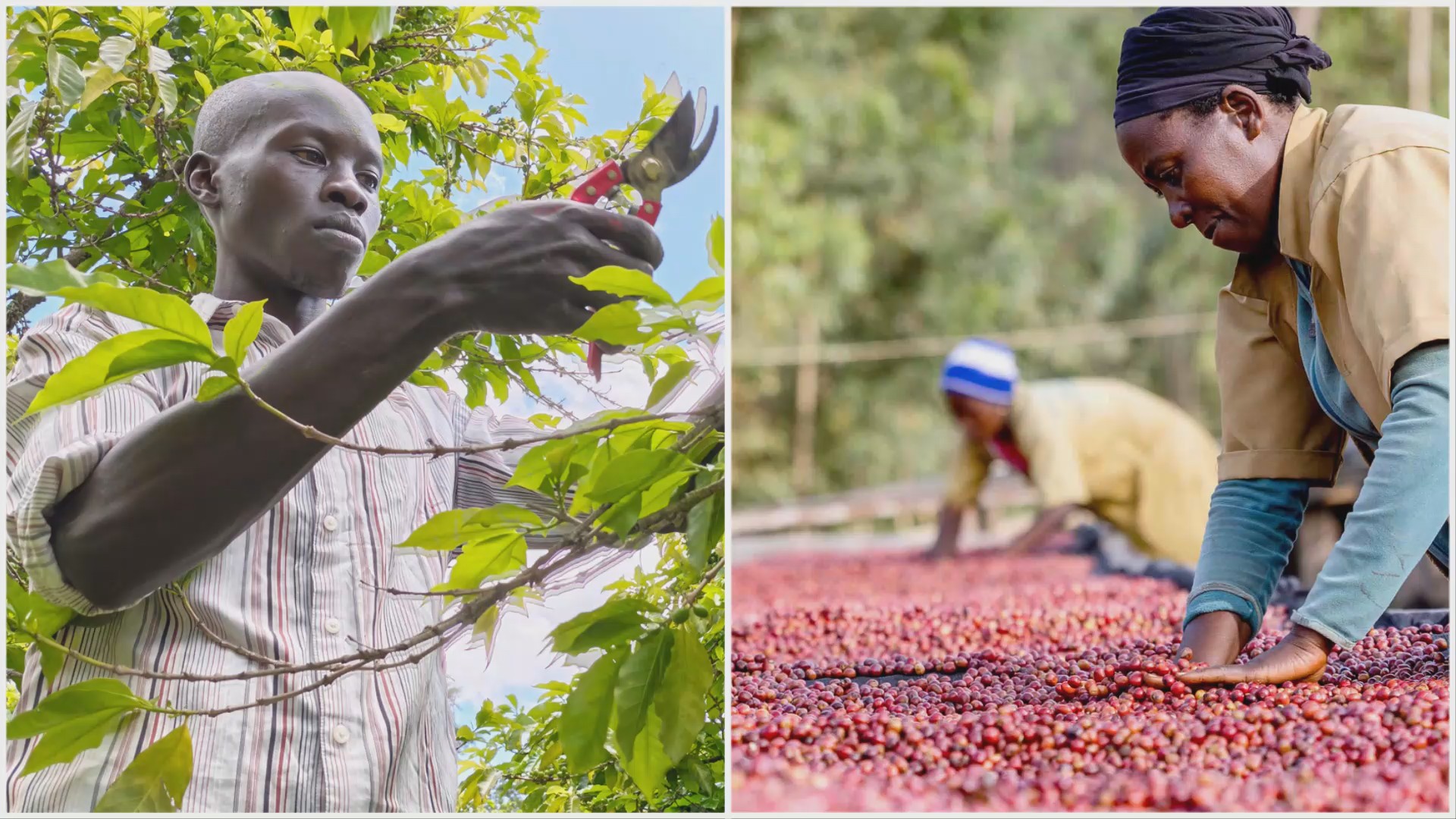 Café africano pequeños productores elevan su calidad Café africano pequeños productores elevan su calidad