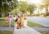 Cómo proteger a los niños de los puntos ciegos de los vehículos durante Halloween Cómo proteger a los niños de los puntos ciegos de los vehículos durante Halloween