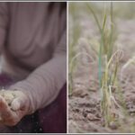 Satélites ayudan a agricultores a enfrentar la sequía