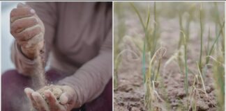 Satélites ayudan a agricultores a enfrentar la sequía Satélites ayudan a agricultores a enfrentar la sequía