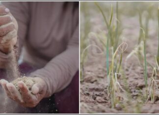 Satélites ayudan a agricultores a enfrentar la sequía Satélites ayudan a agricultores a enfrentar la sequía
