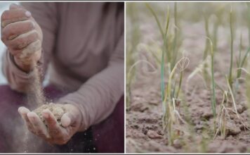 Satélites ayudan a agricultores a enfrentar la sequía Satélites ayudan a agricultores a enfrentar la sequía
